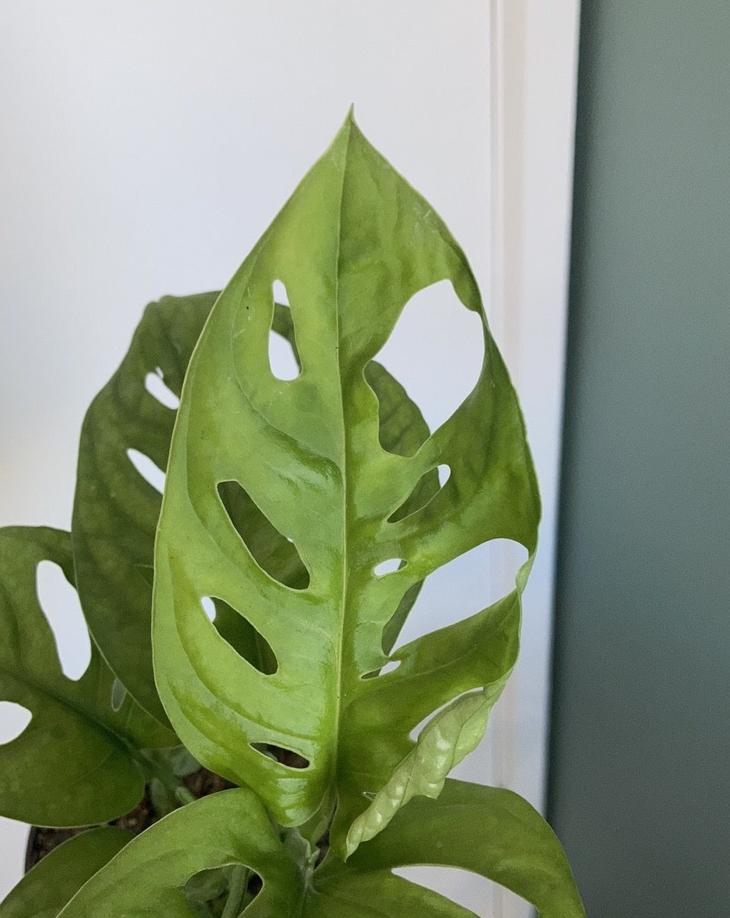 Monstera adansonii 'Monkey Mask'
