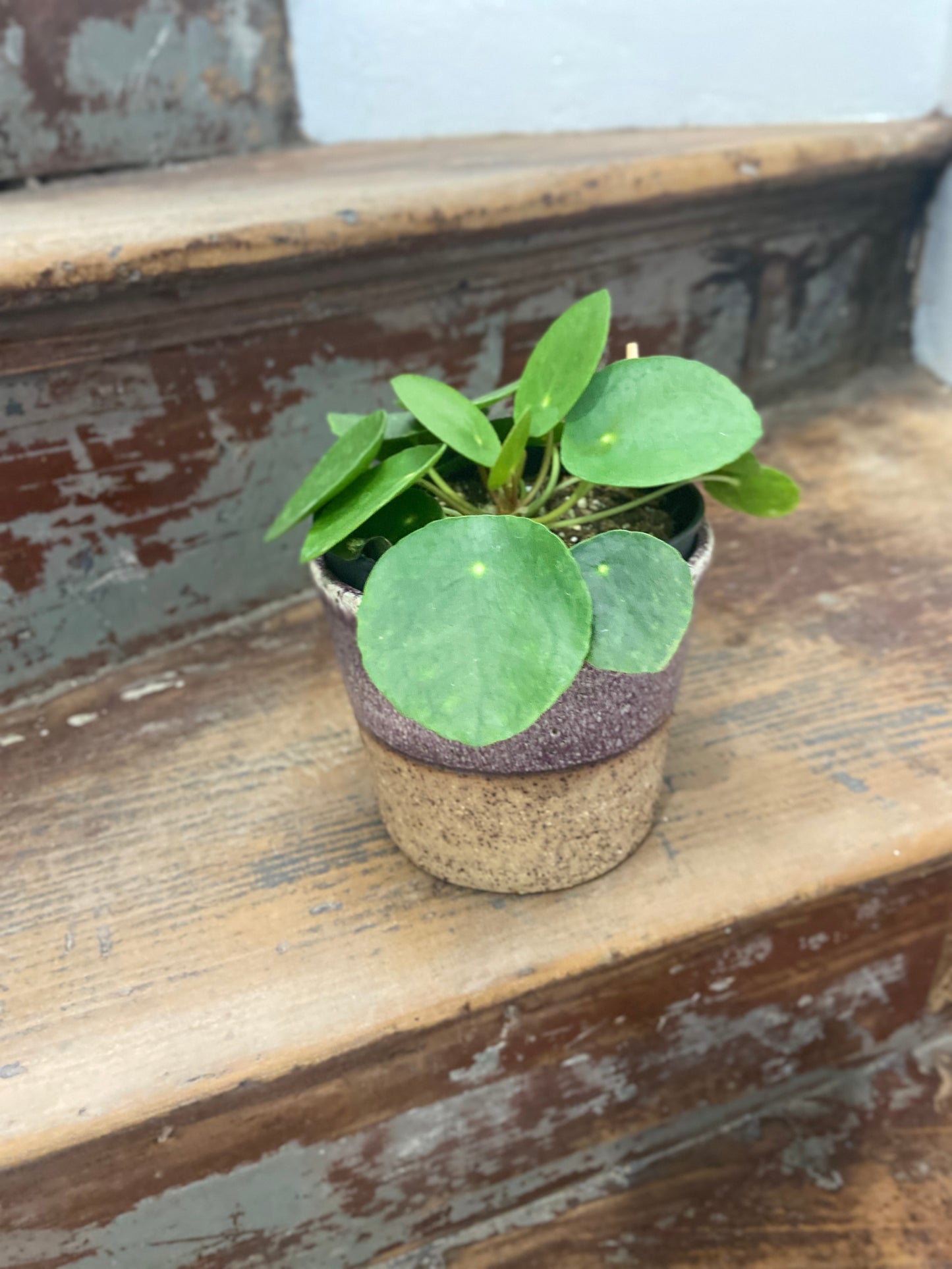 Chinese Money Plant (Pilea peperomioides)