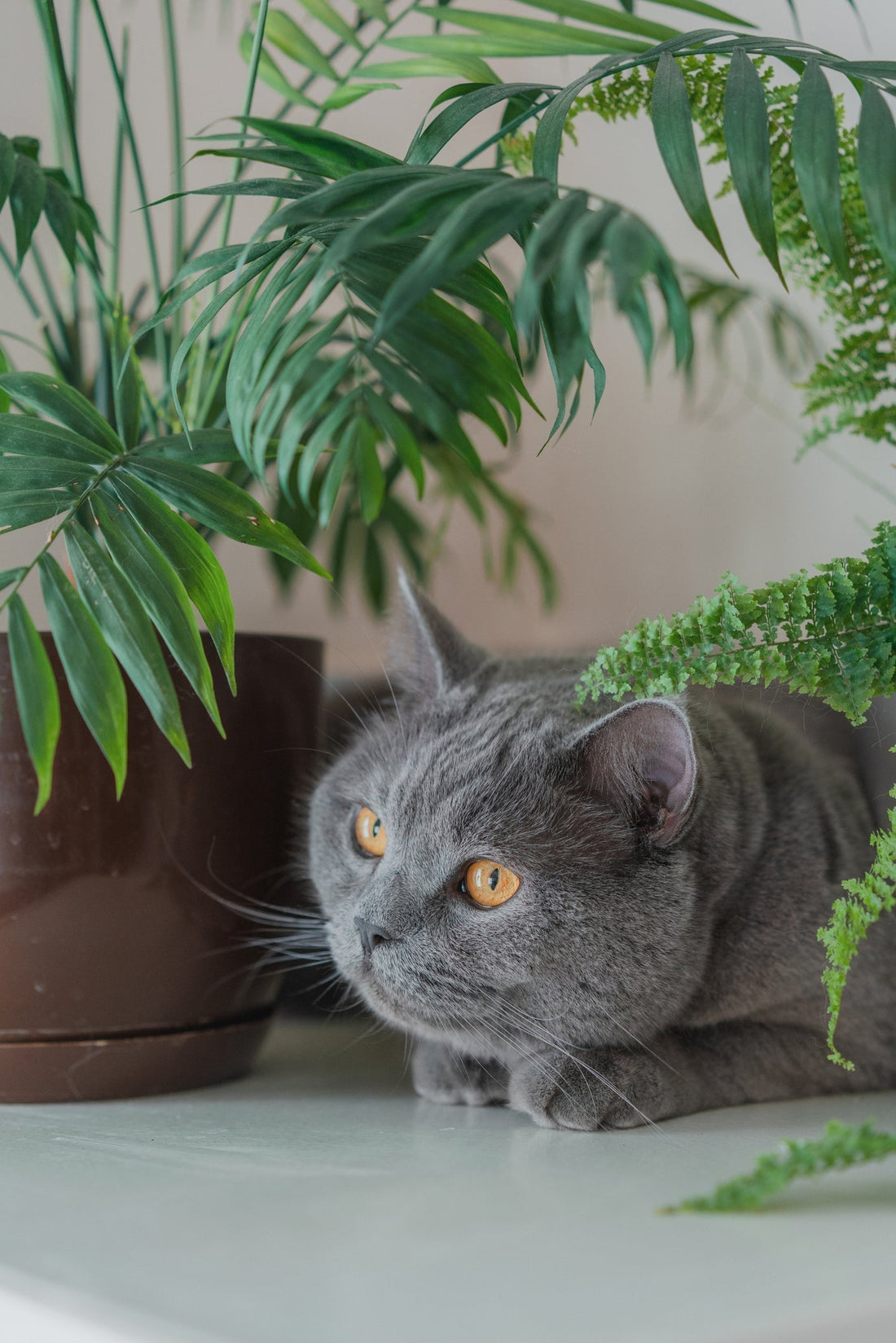 Top 5 Pet-Friendly Indoor Plants