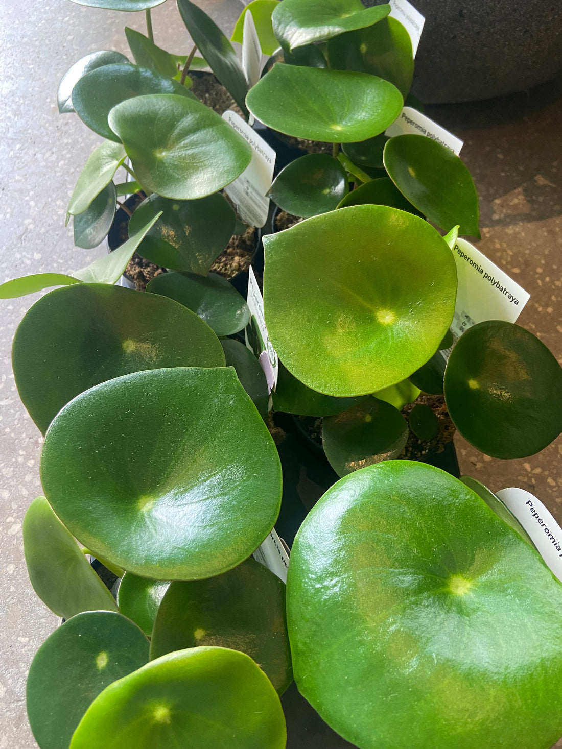 Raindrop Peperomia Care Guide (Peperomia polybotrya)