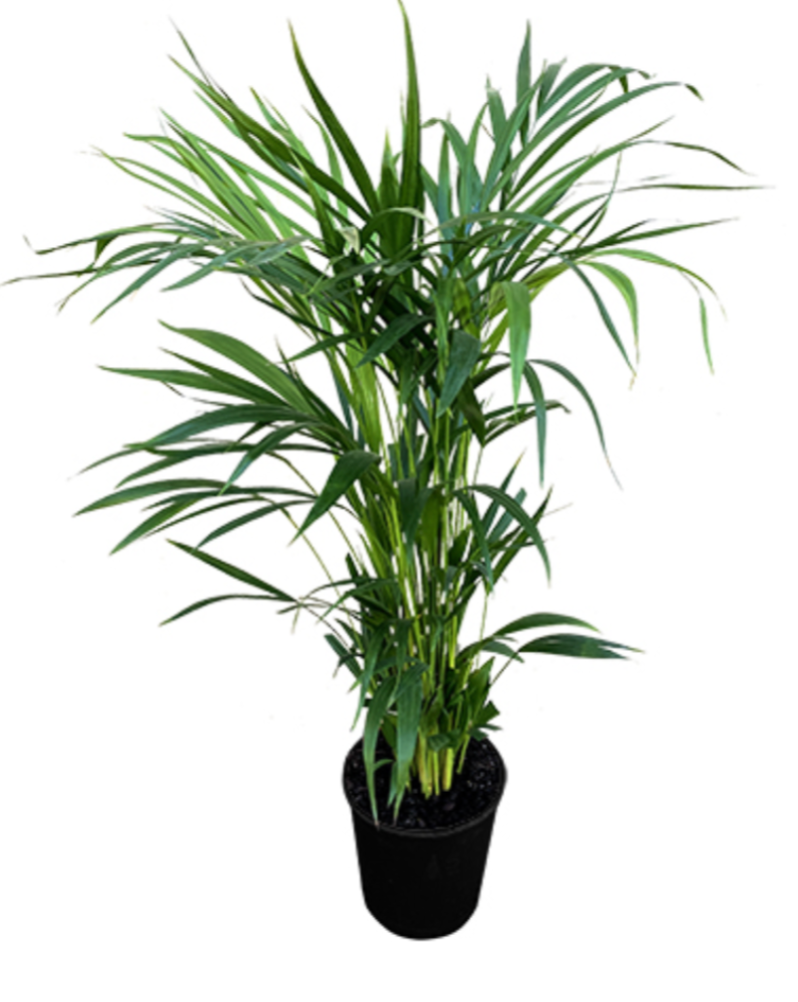 Golden Palm Care Guide