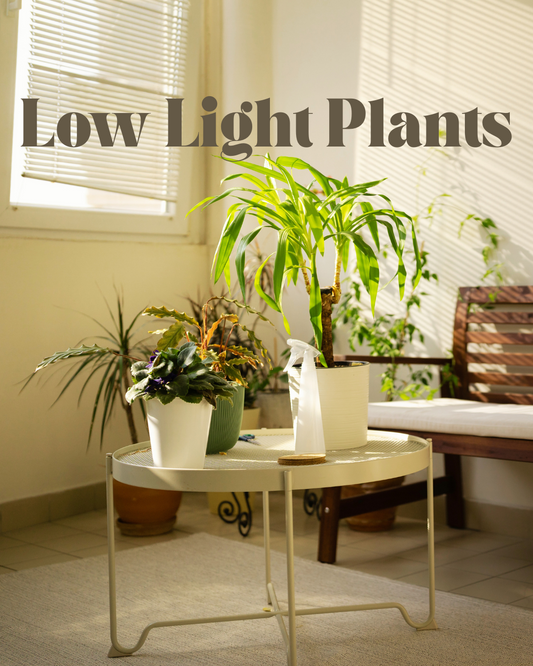 Low Light Plants
