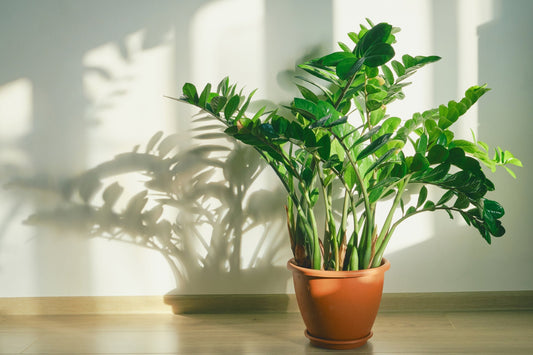 Care Guide for the ZZ Plant (Zamioculcas zamiifolia)