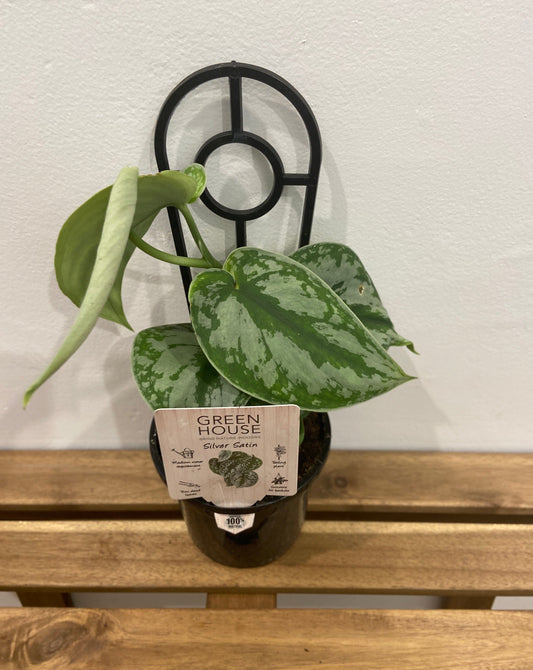 Pothos (Epipremnum aureum) Care Guide