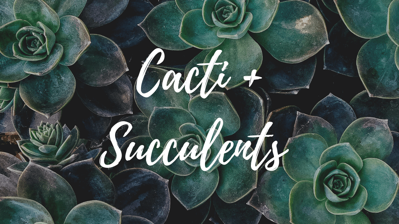 Cacti + Succulents