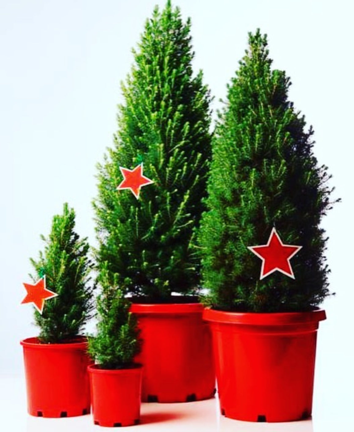 The Christmas Collection