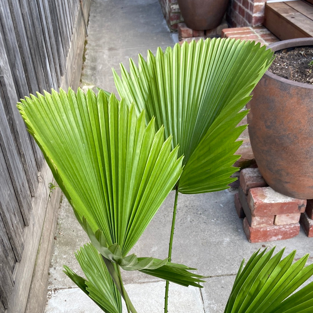 Licuala ‘elegans’ (Elegant Fan Palm)