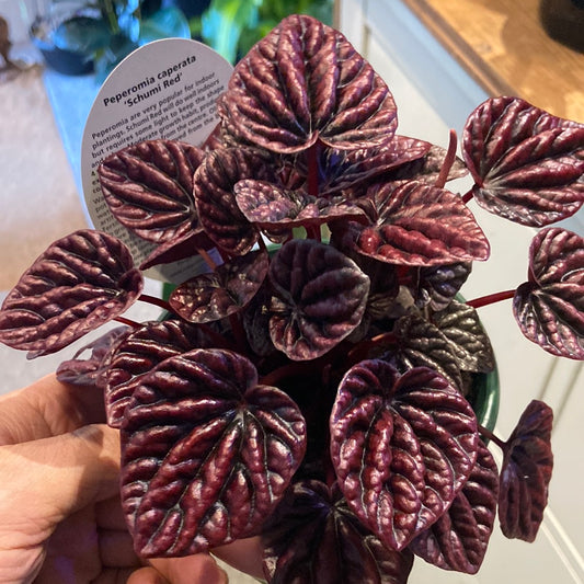 Peperomia caperata ‘Schumi Red’