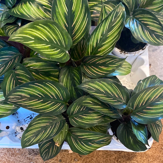 Calathea sanderiana ornata ‘pinstripe’