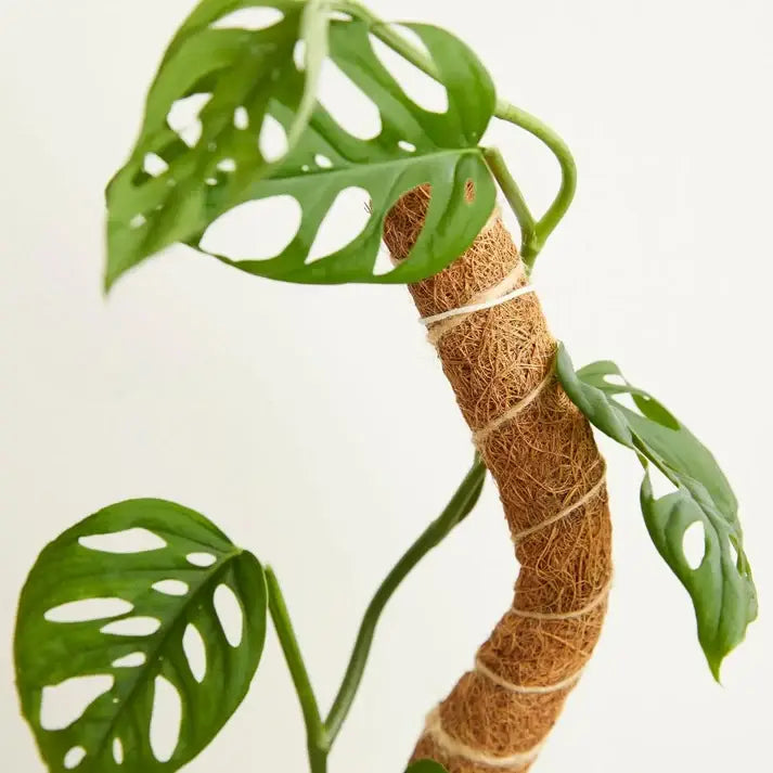 Coco Climber 16" - Case of 6
