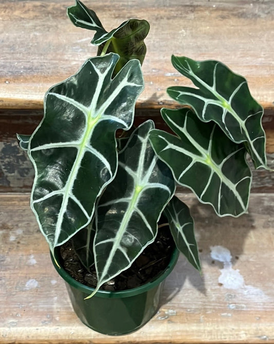 Alocasia amazonica ‘Dwarf Form’