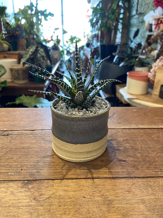 Haworthia in TONiC Ceramics ‘Oil Drum’ planter