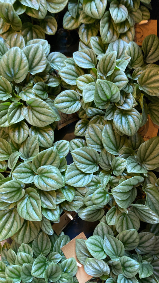 Peperomia caperata ‘Moonlight’