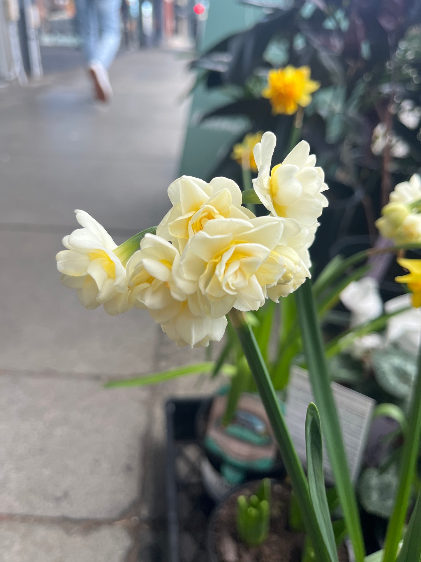 Jonquil Erlicheer Narcissus jonquilla