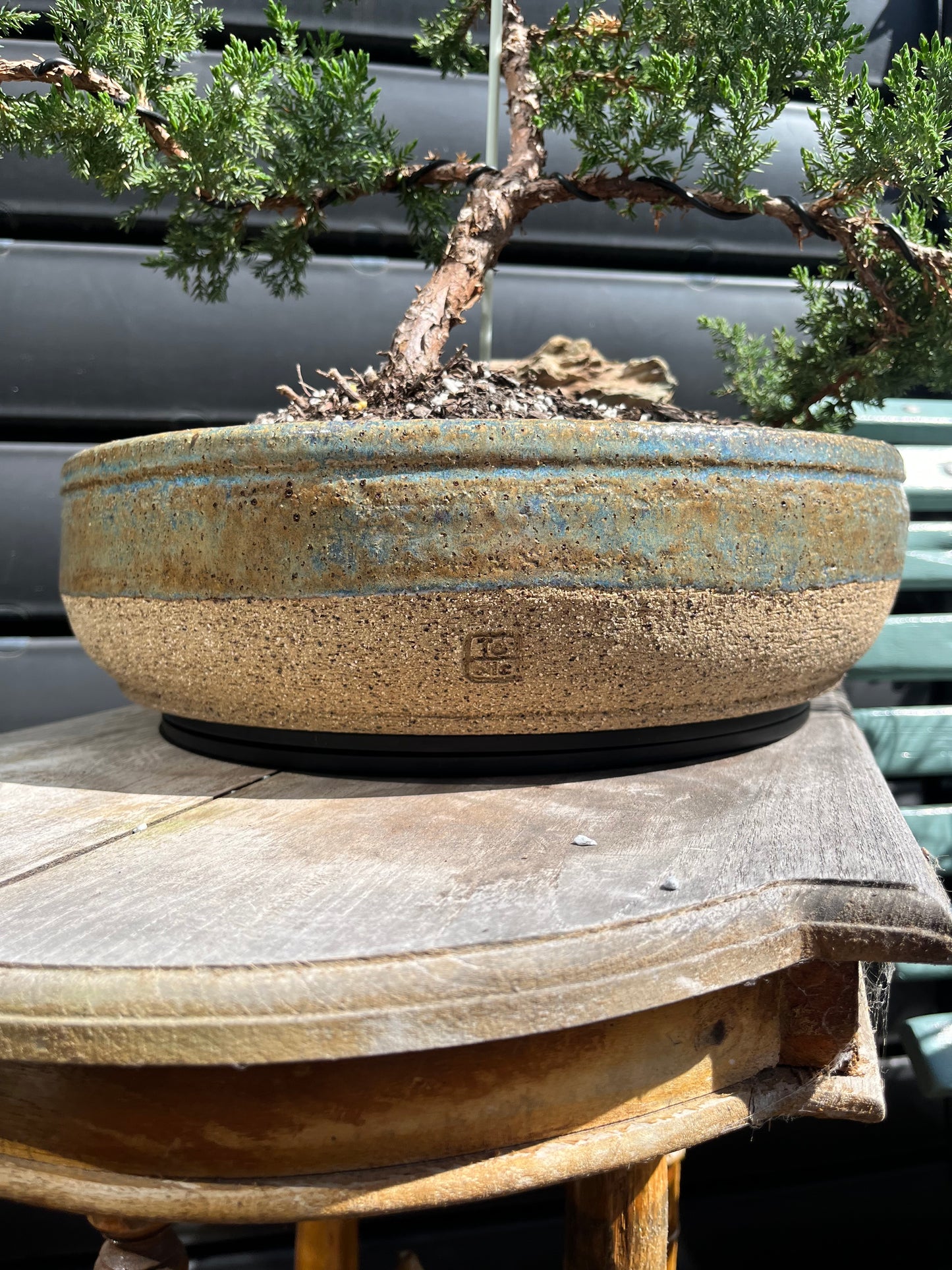 Bonsai - 2019 Juniper in Seaspray TONiC Ceramic planter