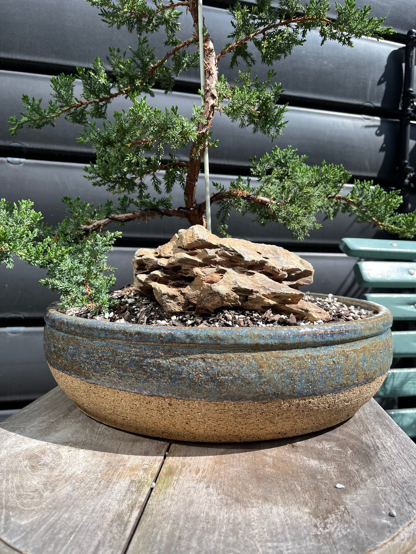 Bonsai tree in a pot with a textured surface against a metallic background