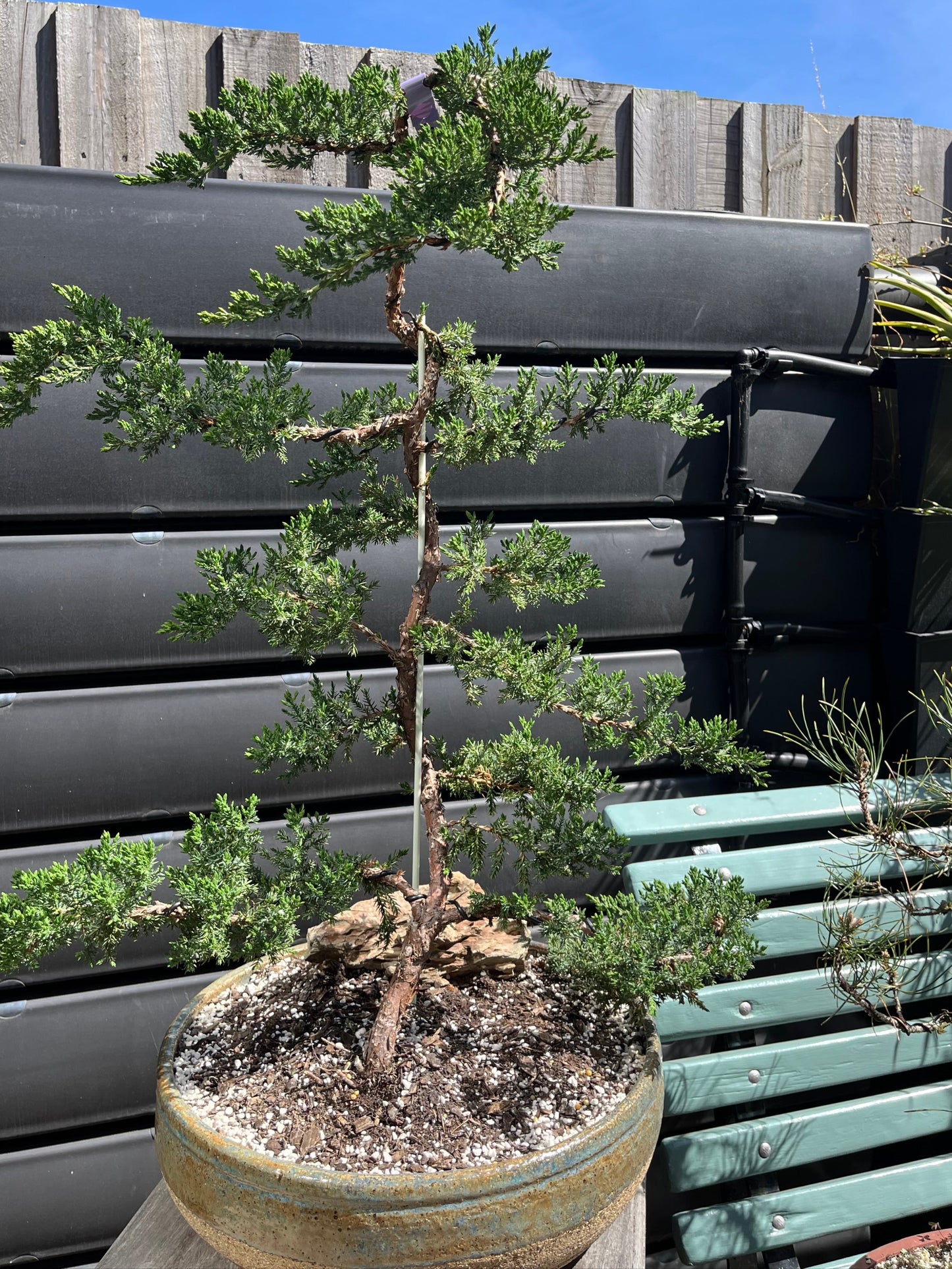 Bonsai - 2019 Juniper in Seaspray TONiC Ceramic planter