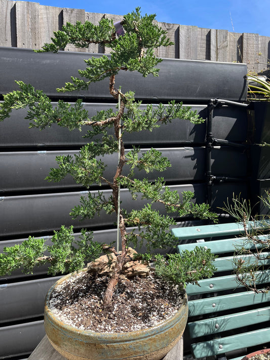 Bonsai - 2019 Juniper in Seaspray TONiC Ceramic planter