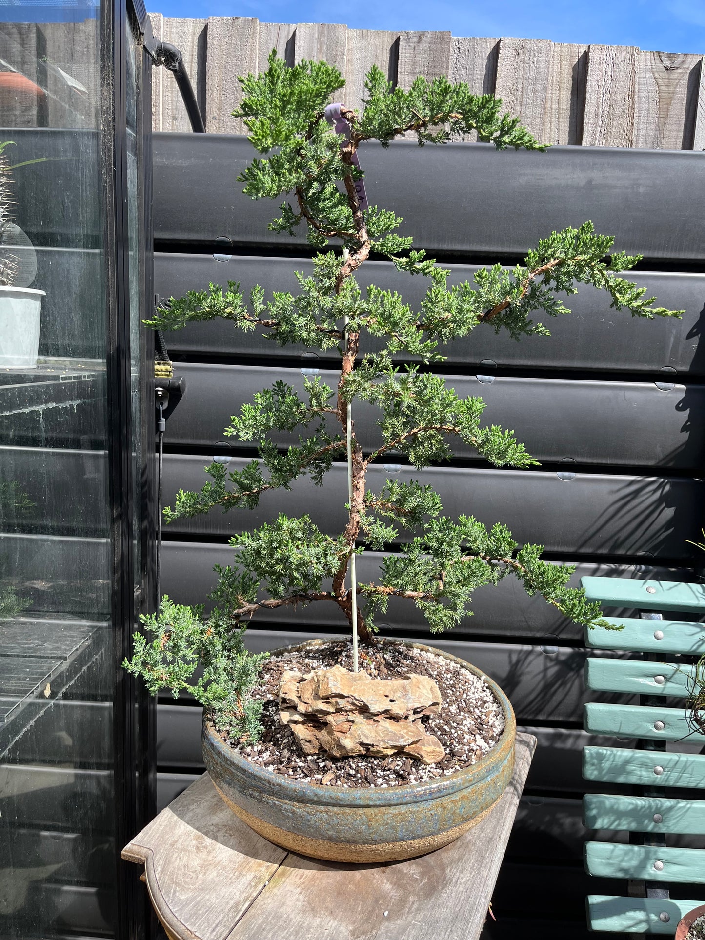 Bonsai - 2019 Juniper in Seaspray TONiC Ceramic planter