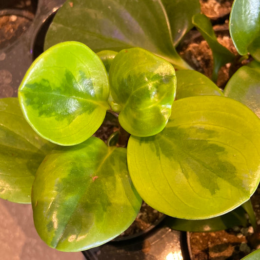 Peperomia obtusifolia - Lemon + Lime