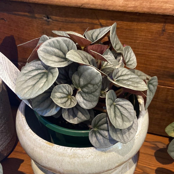 Peperomia ‘Frosty’