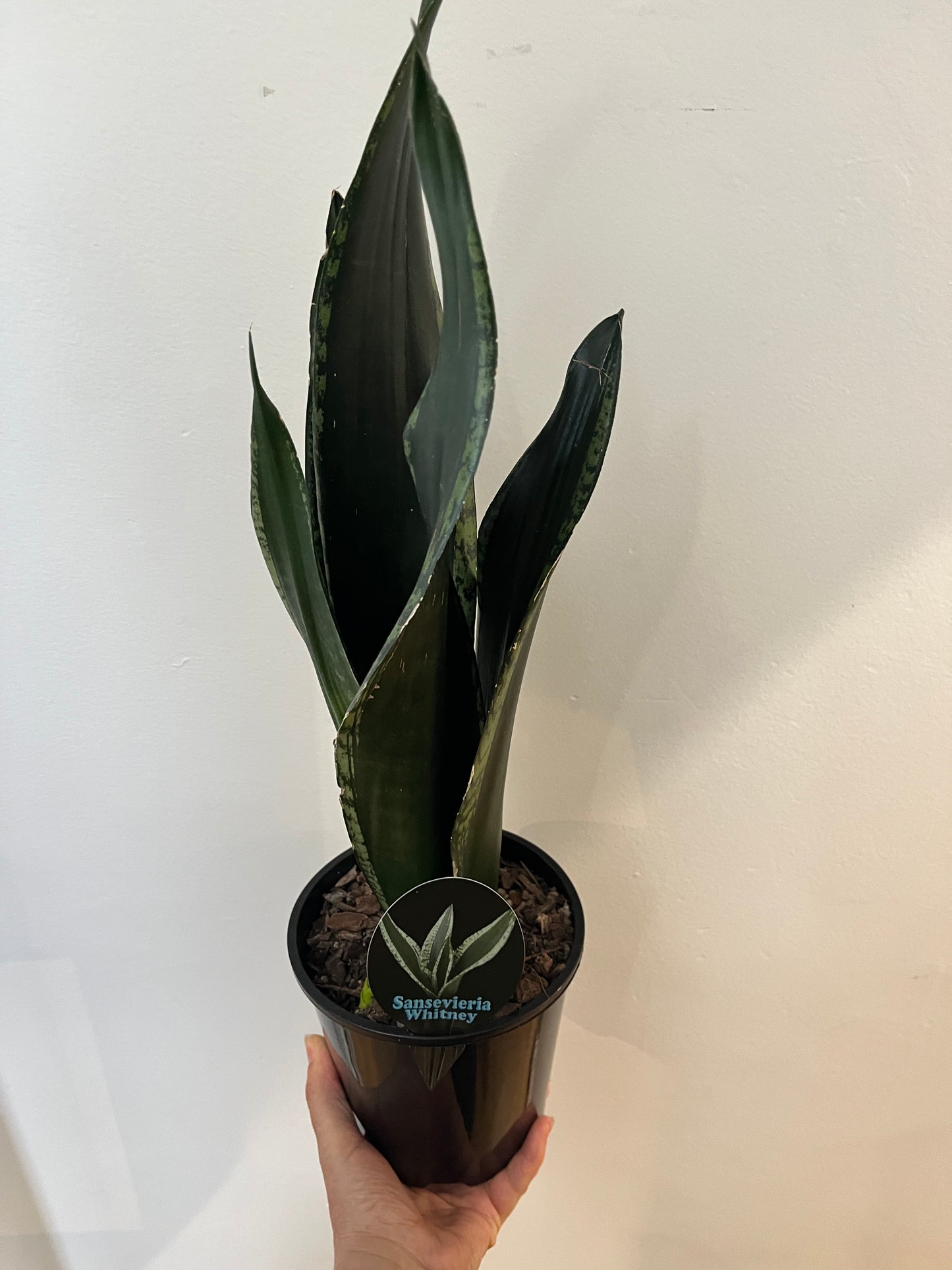 Sansevieria trifasciata - Whitney