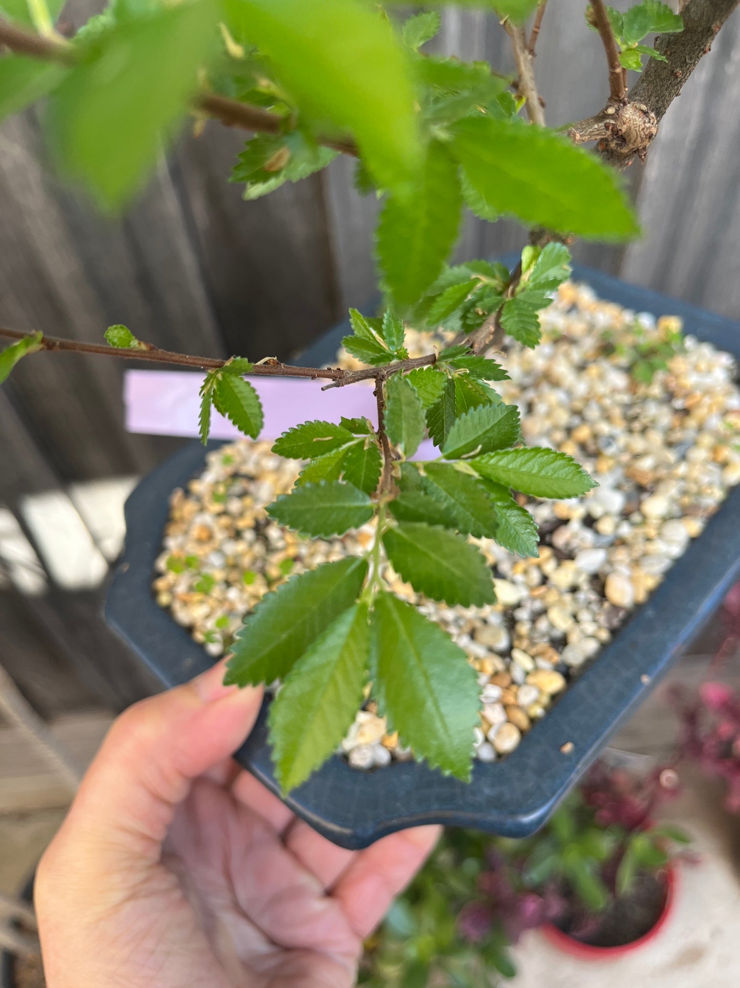 Bonsai - Chinese Elm