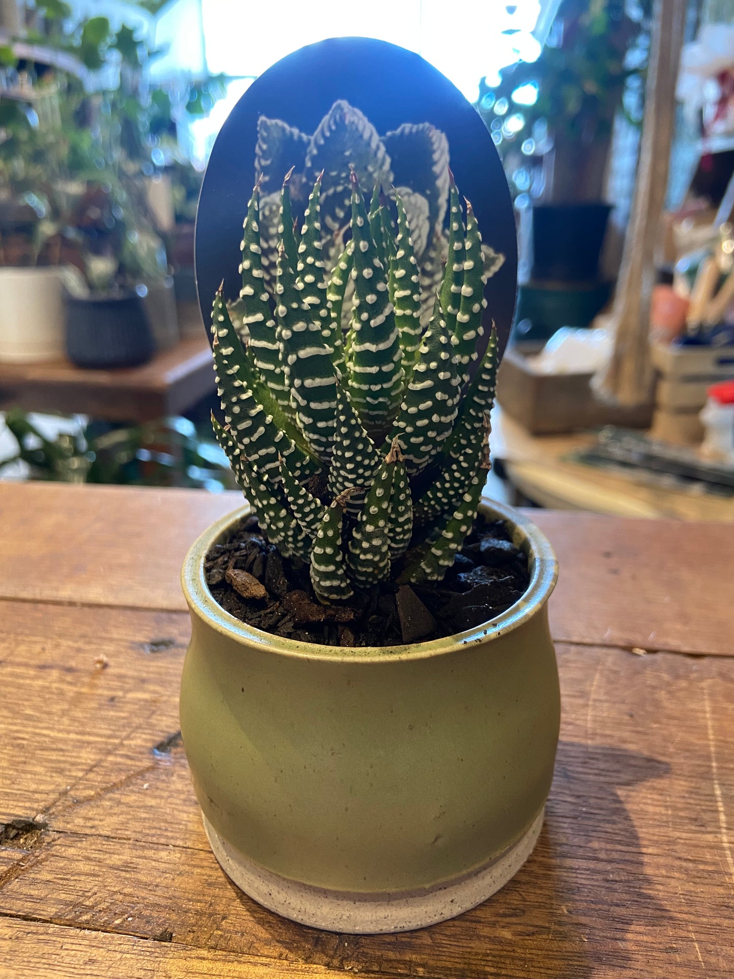 Haworthia In ToNIC Planter