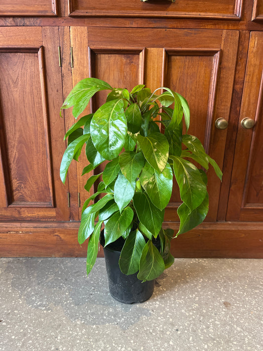 Schefflera Alpine junior (Umbrella Tree)