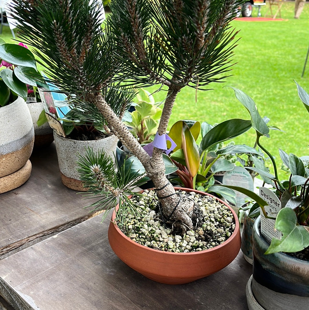 Black Pine bonsai in TONiC Ceramics planter