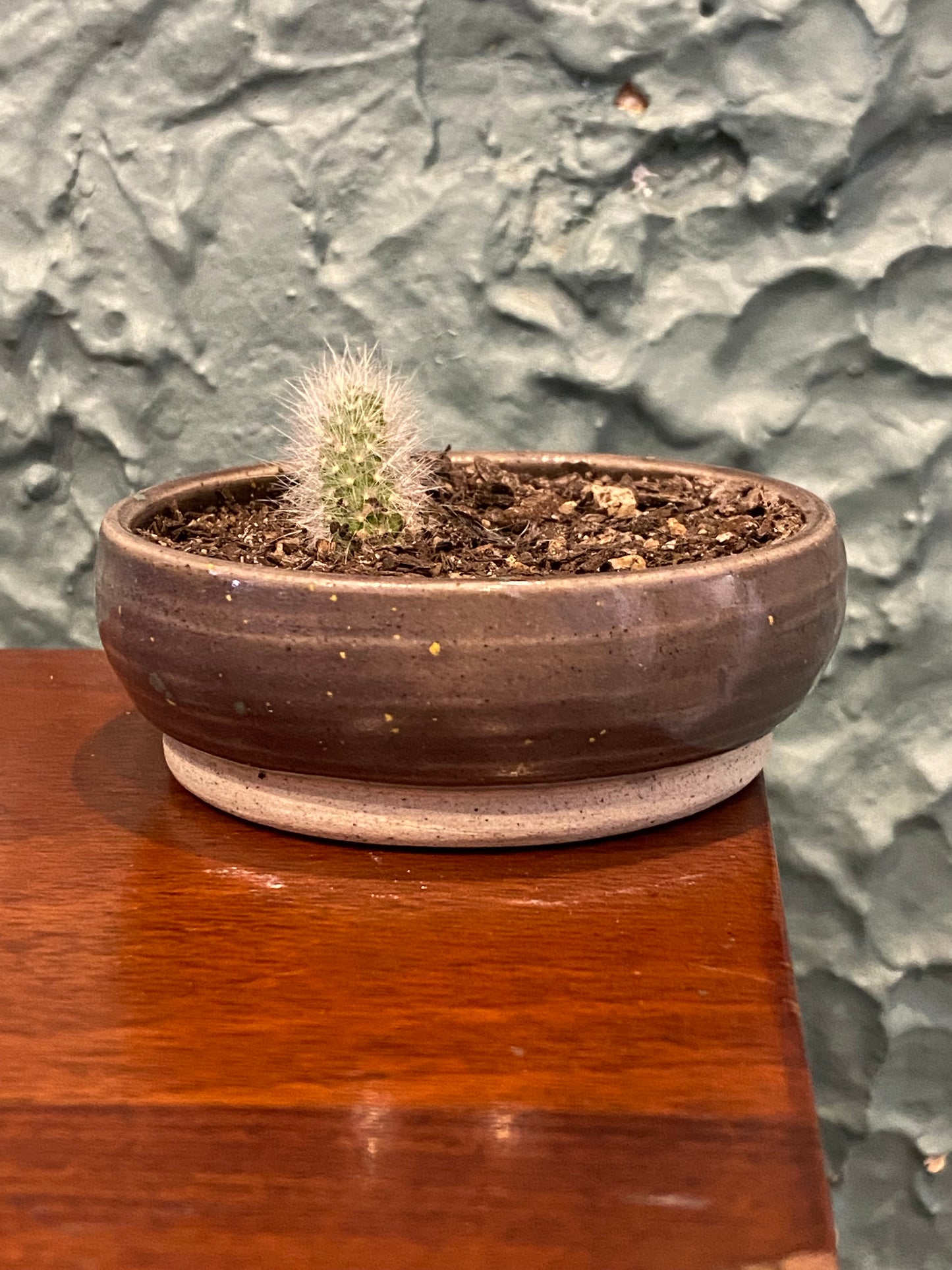 Monkey Tail Cactus In TONiC Ceramics Planter