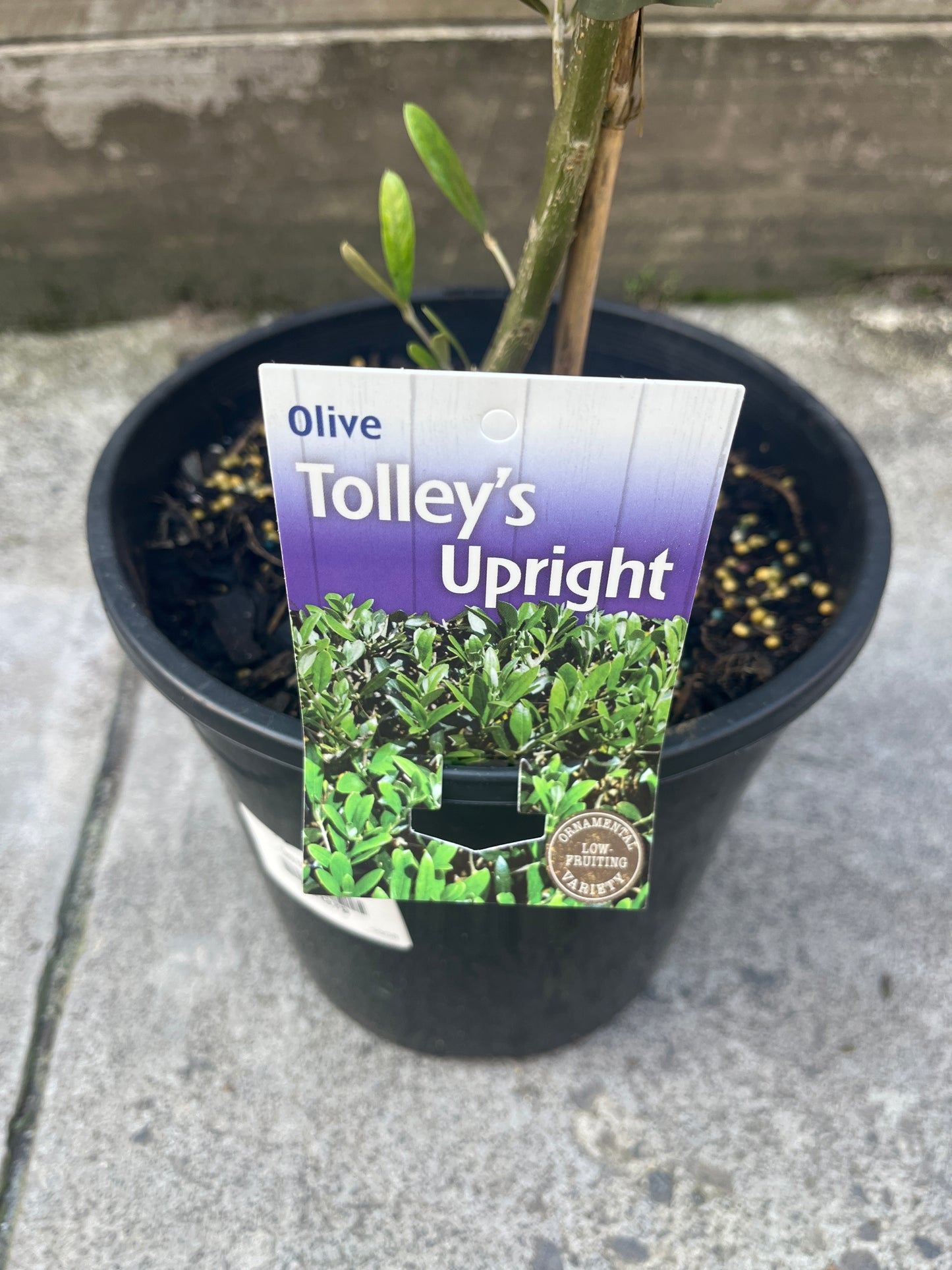 Olive tree - Tolley’s Upright