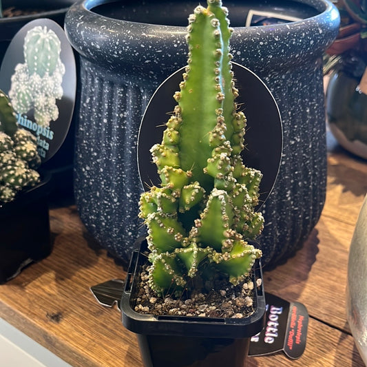 Cereus Fairy Castle