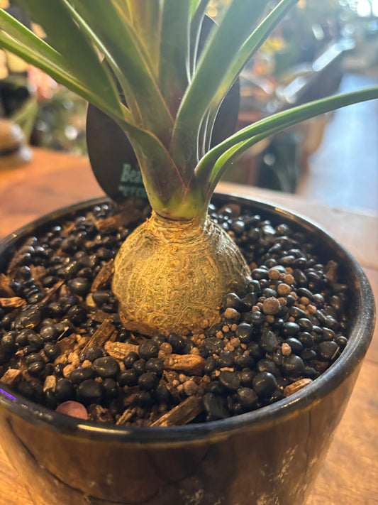 Potted Ponytail Palm
