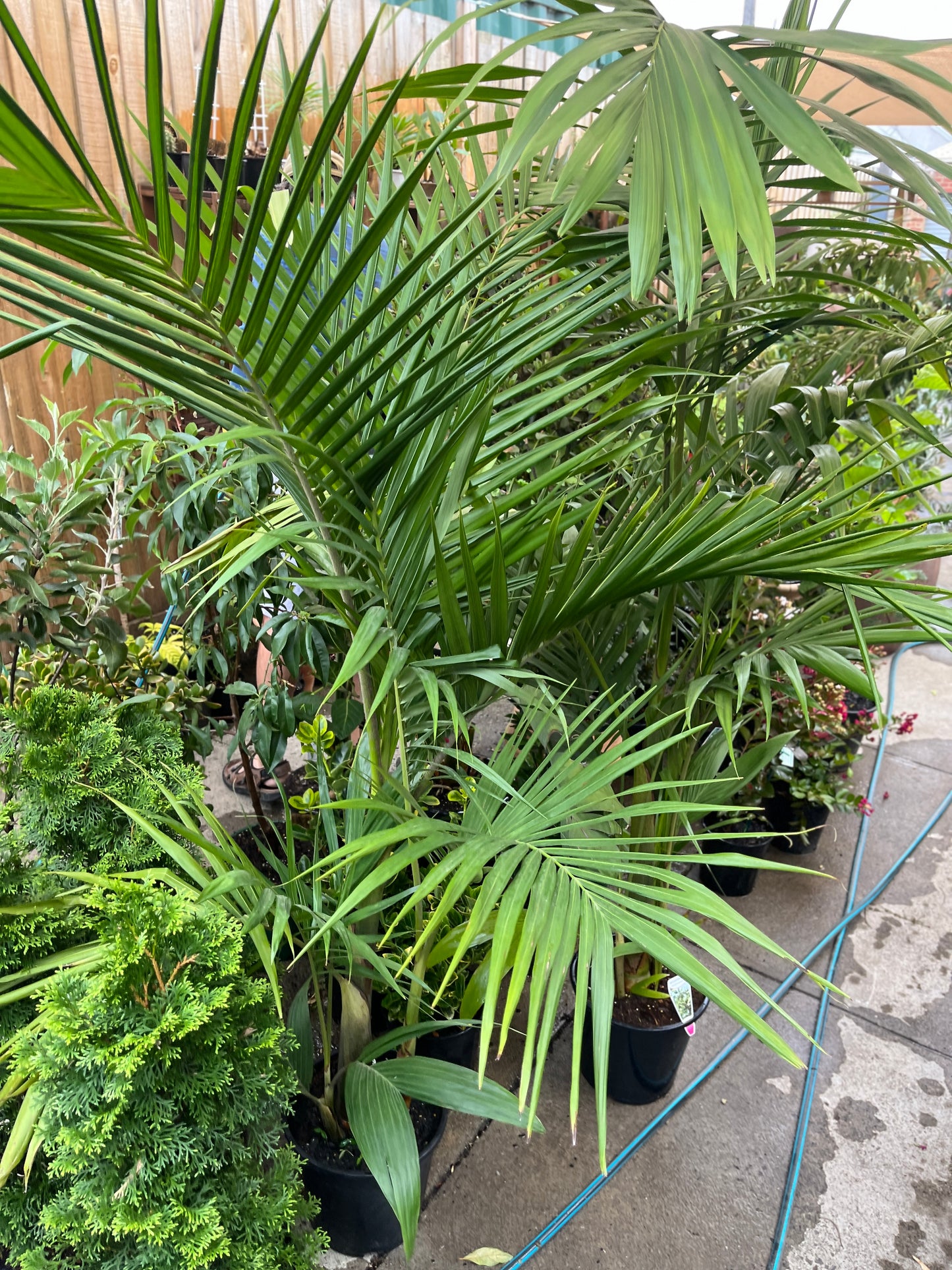 Bangalow Palm (Archontophoenix cunninghamiana)