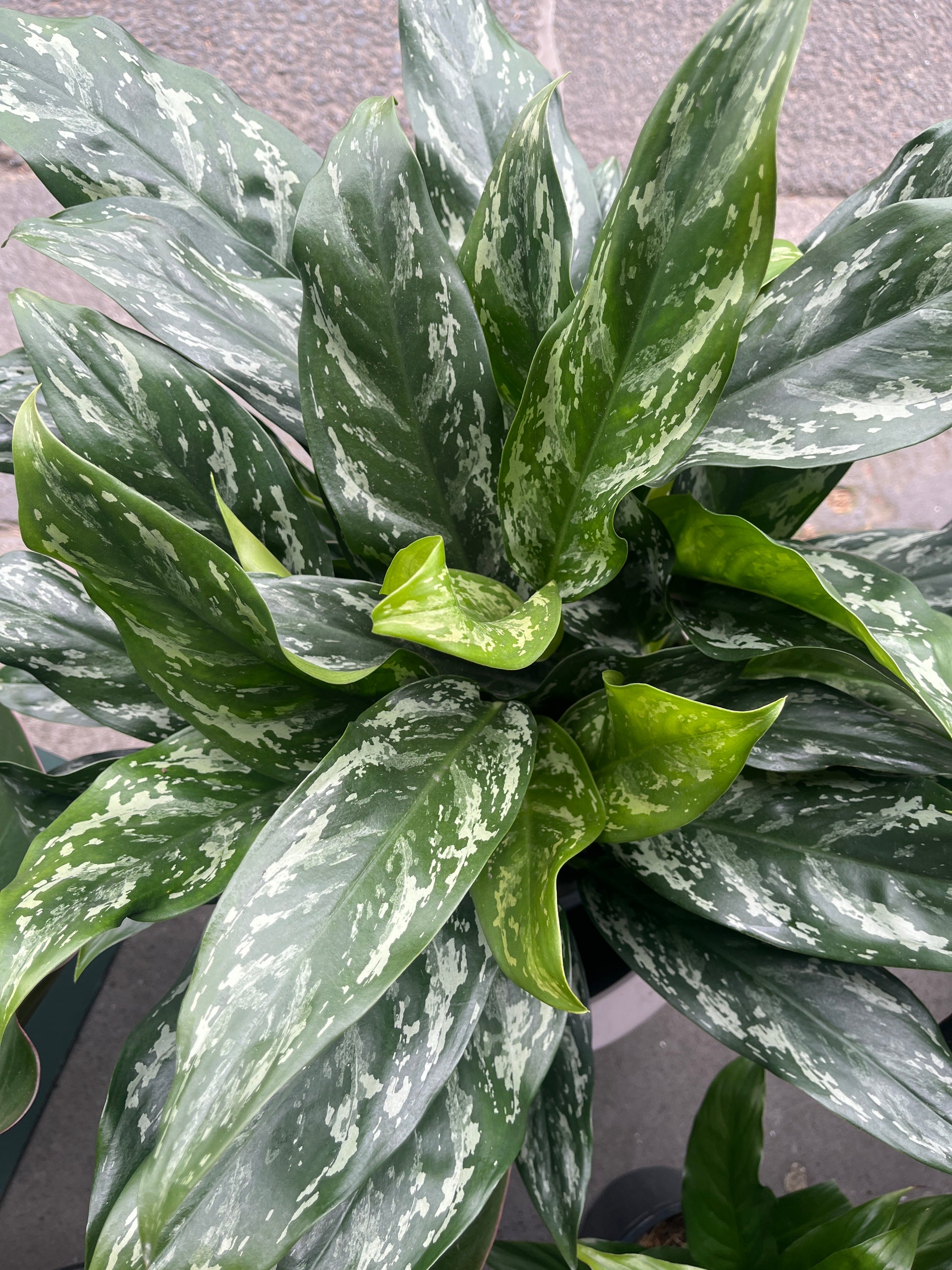aglaonema 中文 Aglaonema (Chinese Evergreen) – Plantonica