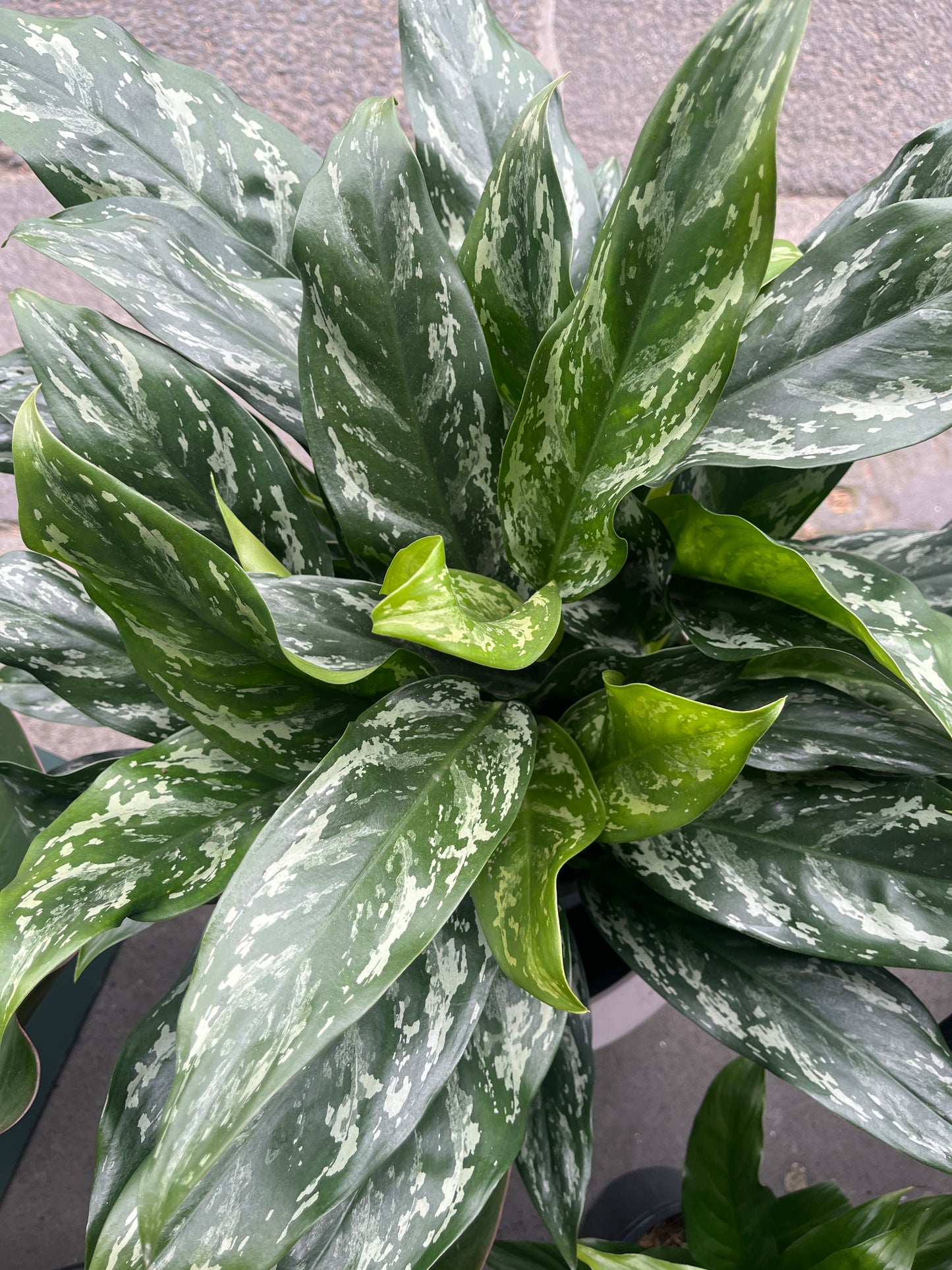 Aglaonema (Chinese Evergreen)