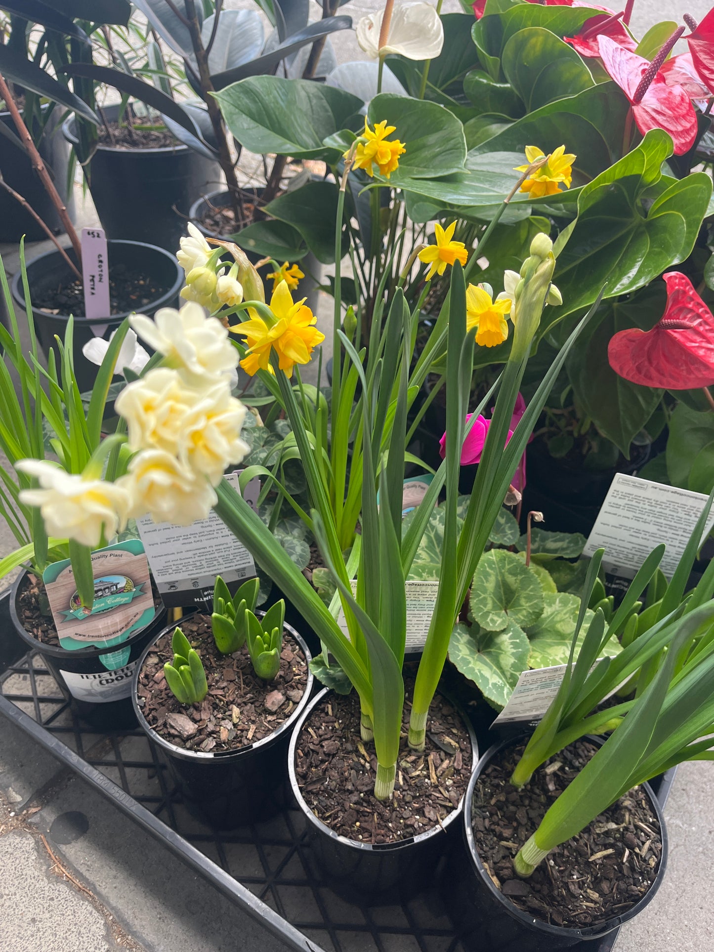 Jonquil Erlicheer Narcissus jonquilla
