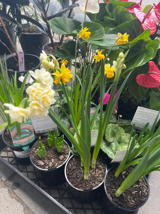 Jonquil Erlicheer Narcissus jonquilla