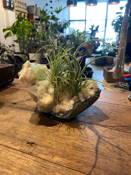 Tillandsias air plants on fluorite and calcite