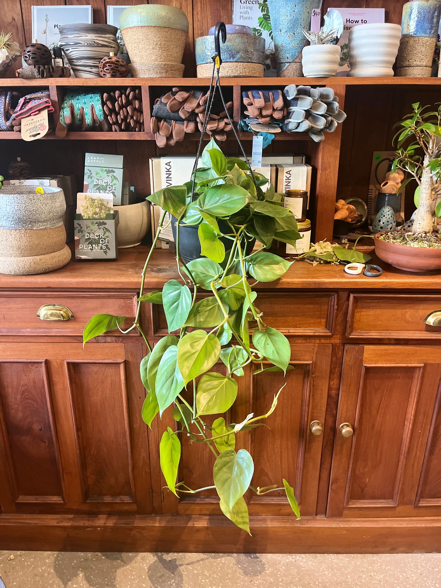 Philodendron cordatum (Heart Leaf Philodendron)