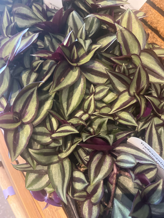 Tradecantia zebrina purple highway