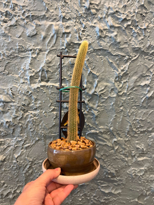 Plant + Pot Combo - Golden Rat Tail
