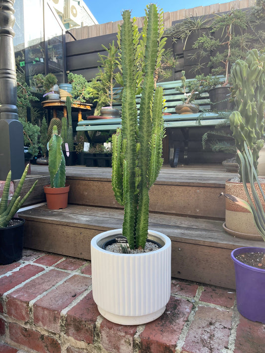 Euphorbia trigona 19cm pot