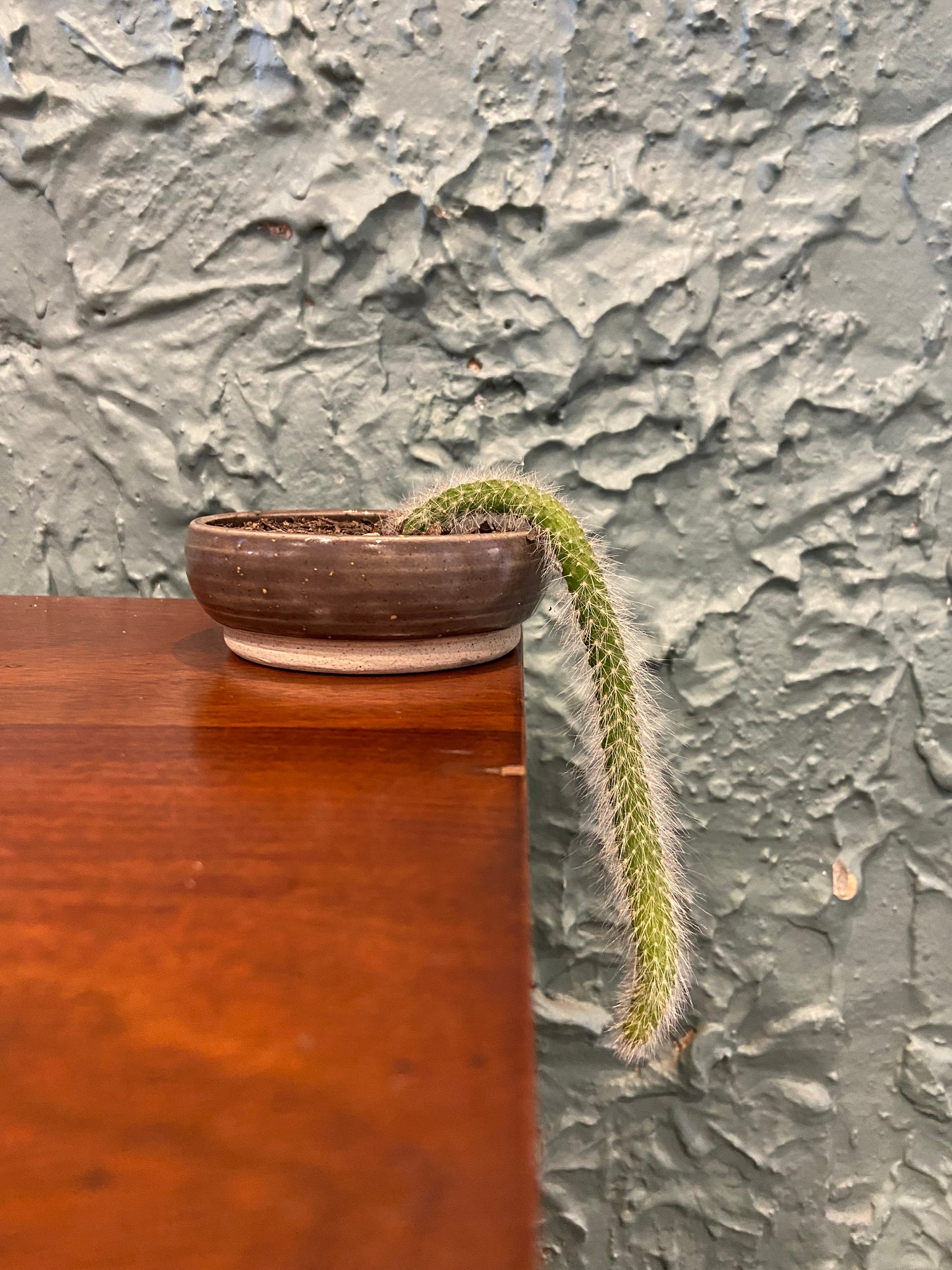 Monkey Tail Cactus In TONiC Ceramics Planter