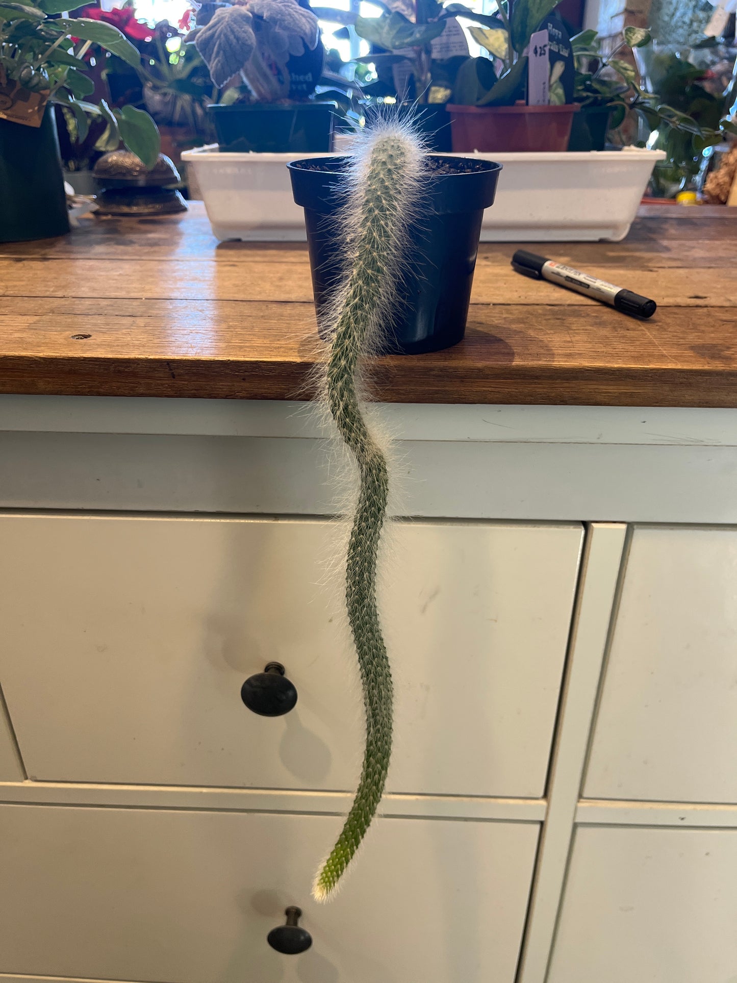 Monkey Tail Cactus