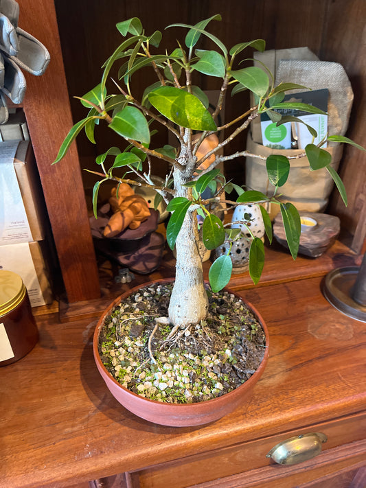 Bonsai - Ficus