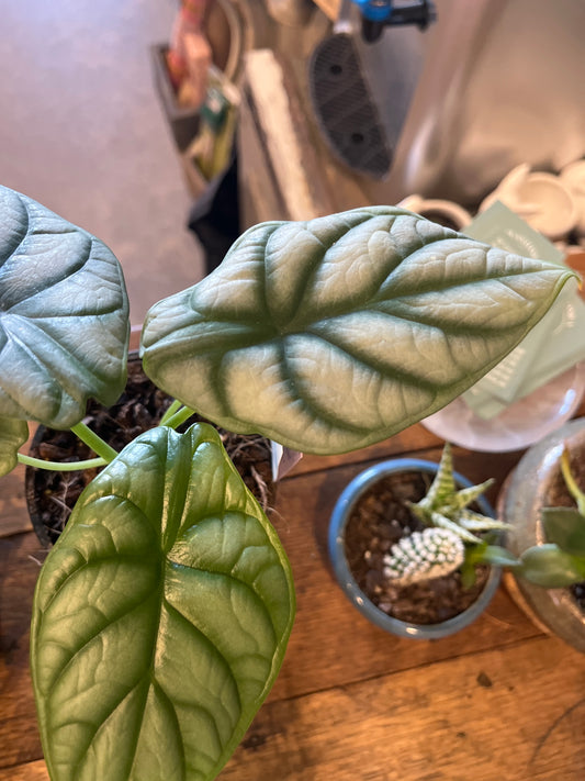 Alocasia 'Silver Dragon’