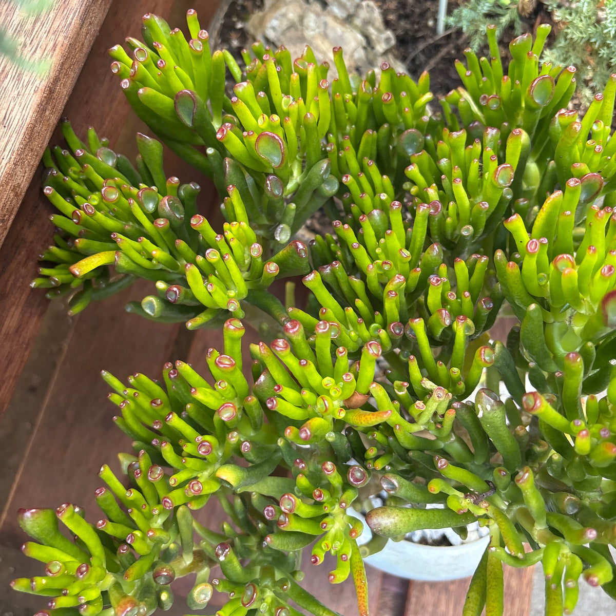 Bonsai - Crassula ovata ' Gollum'