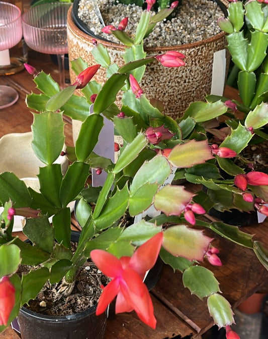 Zygocactus (Schlumbergera truncata)